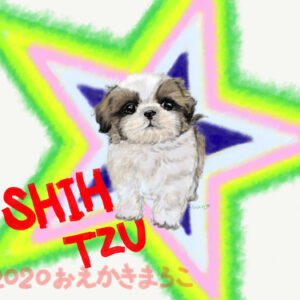 Star ShihTzu puppy