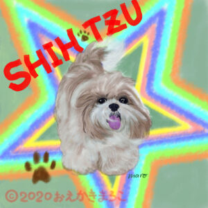 Star ShihTzu 4